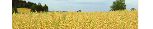 Oatfield in Kurhila, Finland